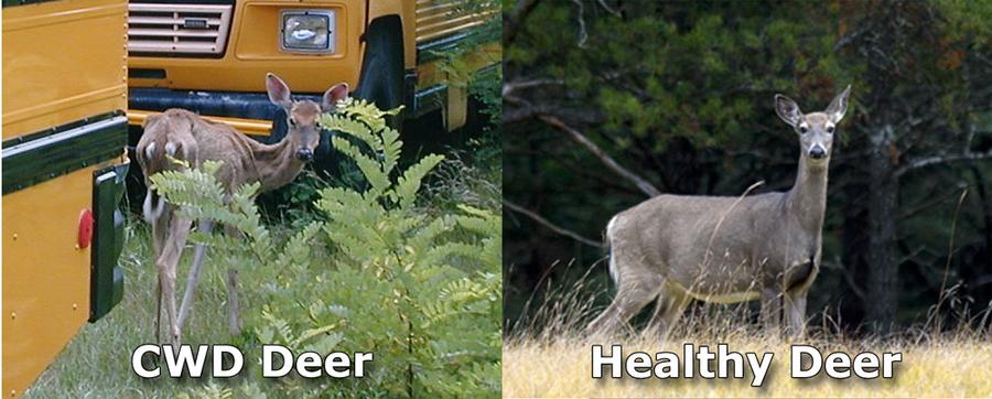 Michigan Reports First Case Of Chronic Wasting Disease In Deer | WDET