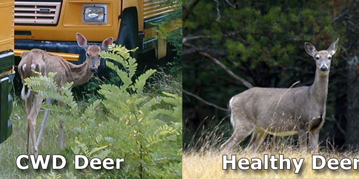 Wildlife Managers Tighten Rules to Help Curb Spread of Deadly Deer