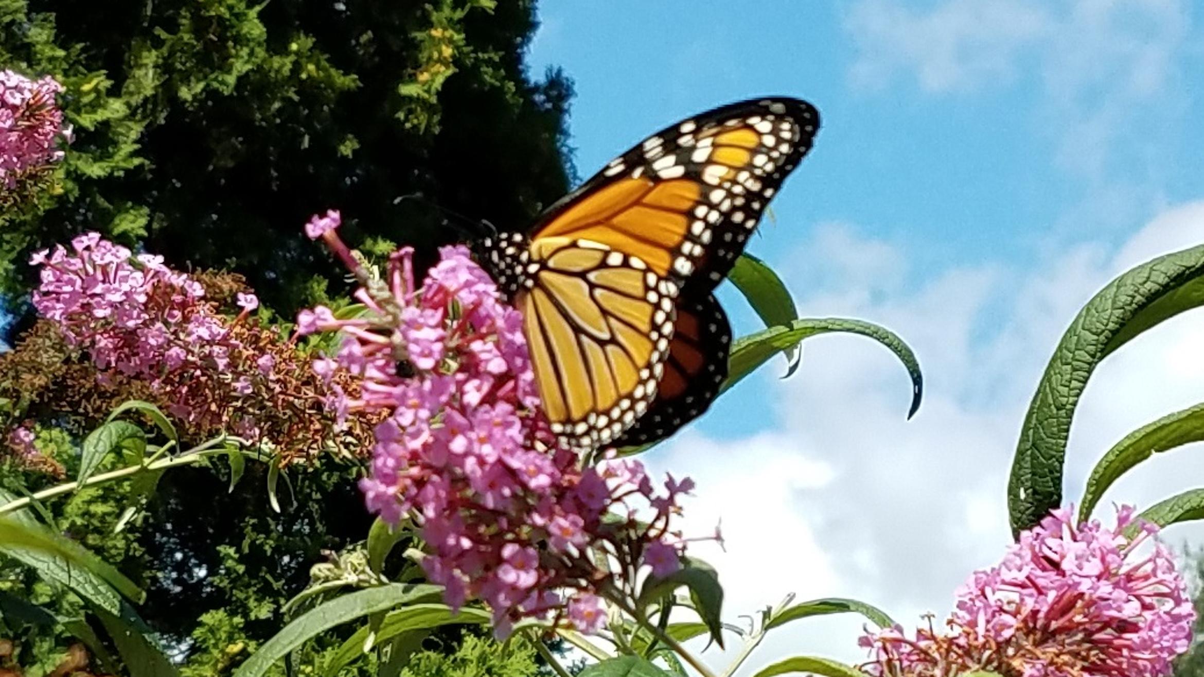 Seeing Fewer Monarch Butterflies In Michigan? Here's How You Can ...