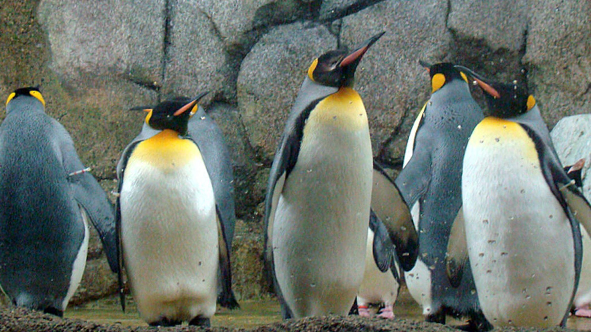 Королевский Пингвин малыш