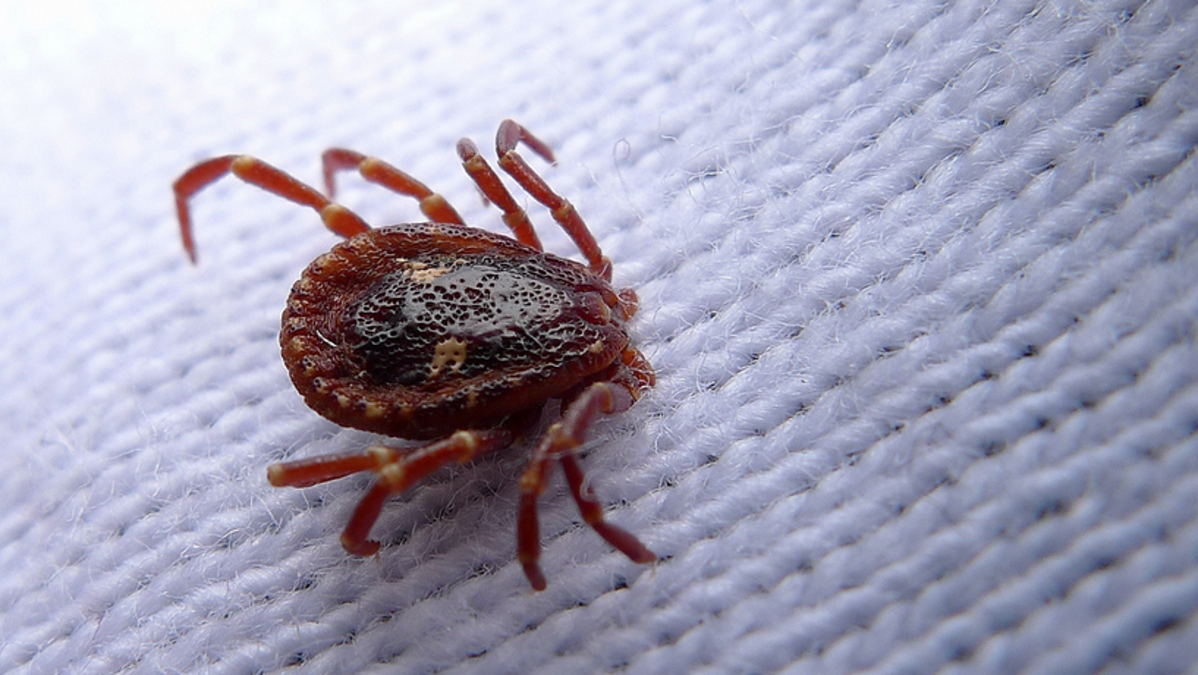 Ticks Reported Across Southeast Michigan WDET