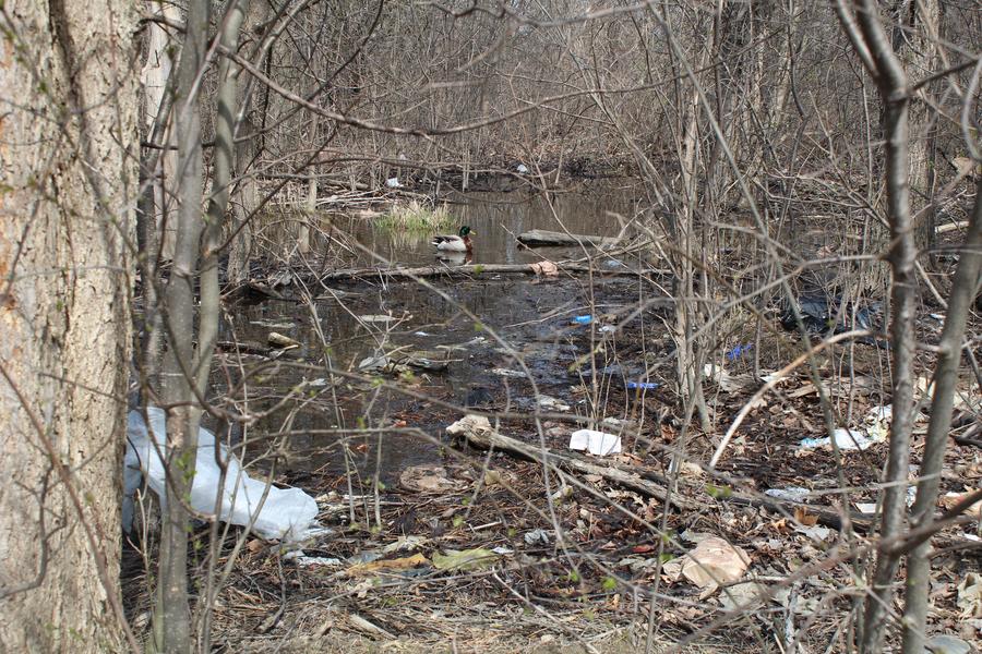 A duck surrounded by trash in a swampy area of the field where a Canton resident organized a cleanup.Laura Herberg/WDET