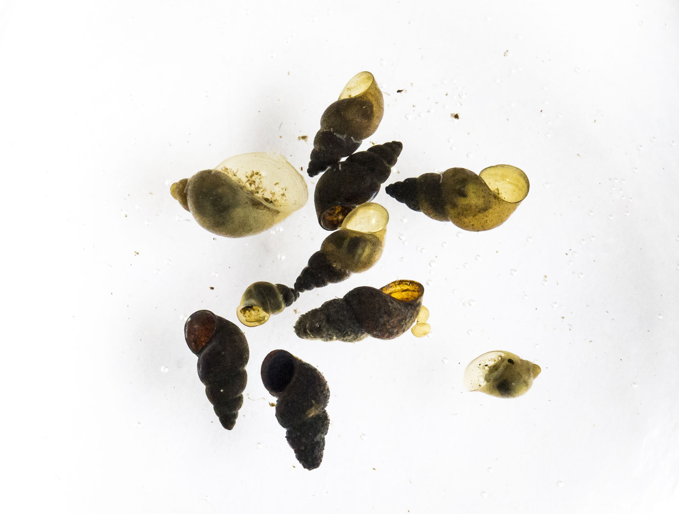 River Trout Trouble WDET