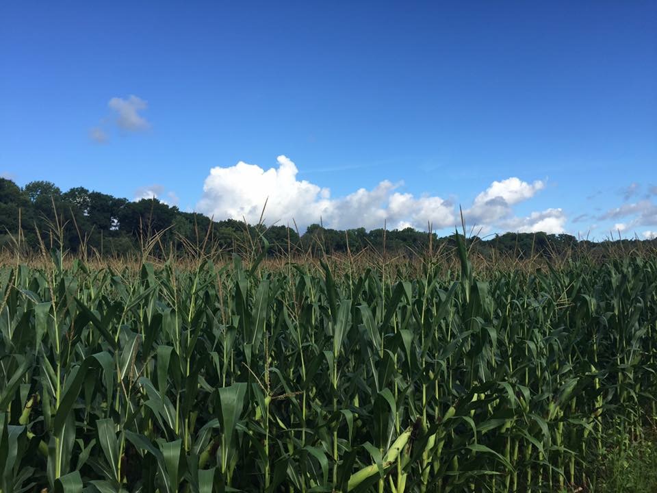 Michigan Farms Do More With Less [DATA] WDET