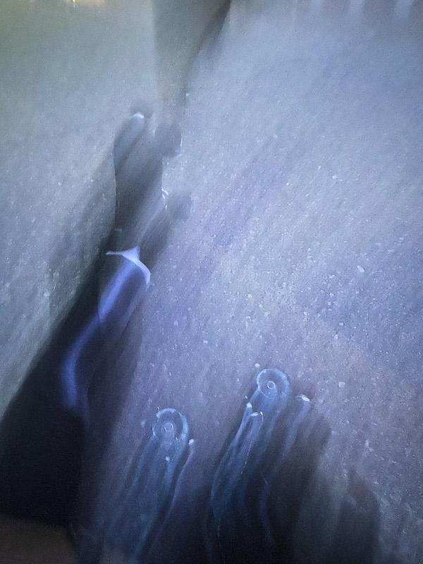 Taken by Rosa María Zamarrón for WDET