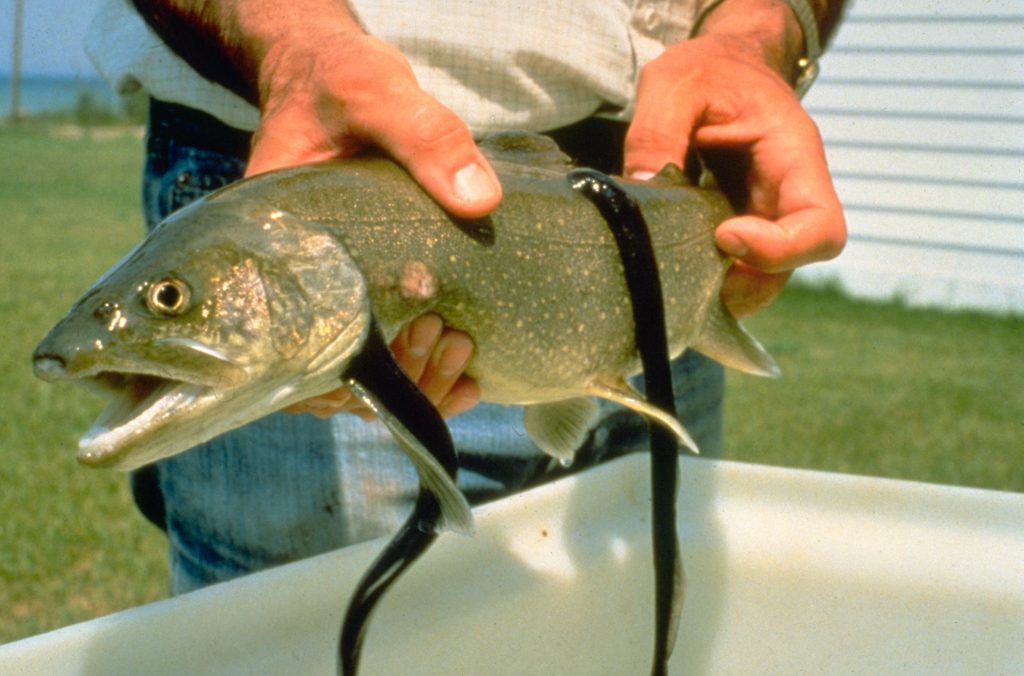 Lamprey on a trout