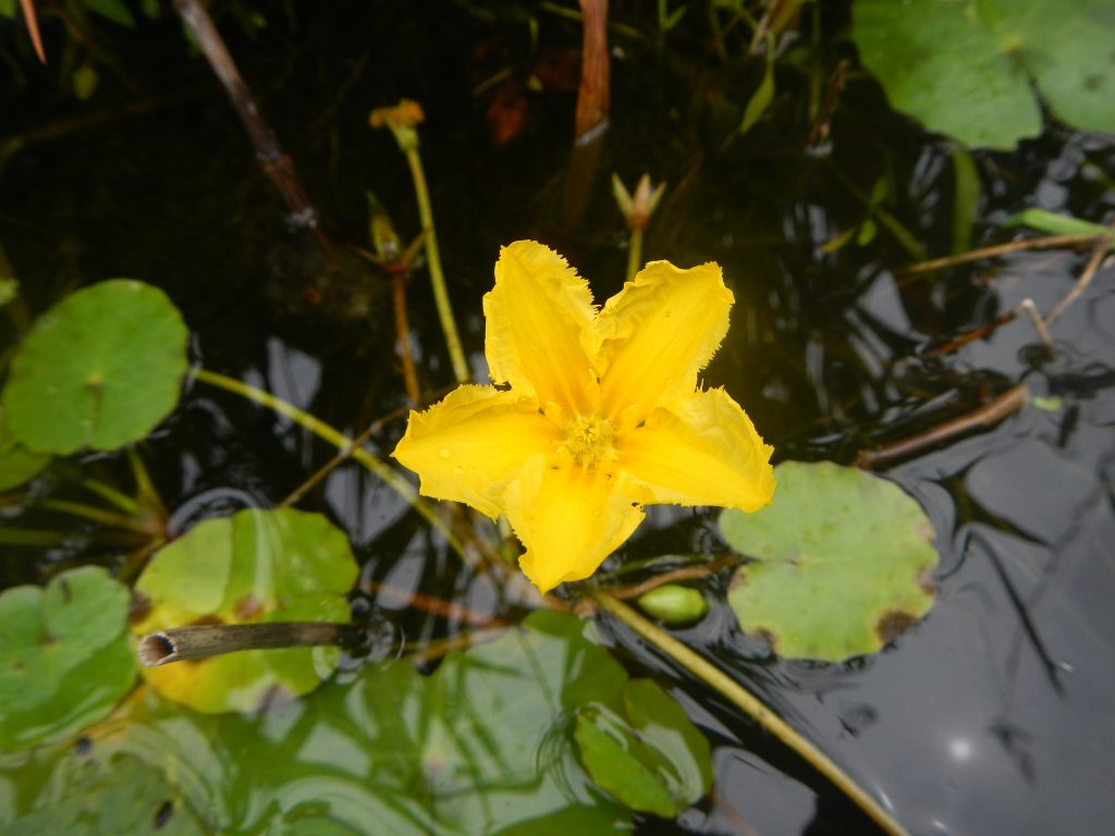 Yellow floating heart - closeup