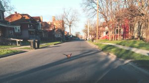 a pheasant crosses the road in a residential area