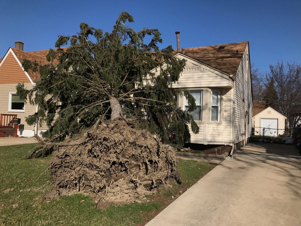 Wind Damage Tree 030917 - pb