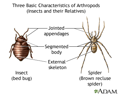 Brown recluse spider: Fact vs. fiction and tips for prevention - AgriLife  Today