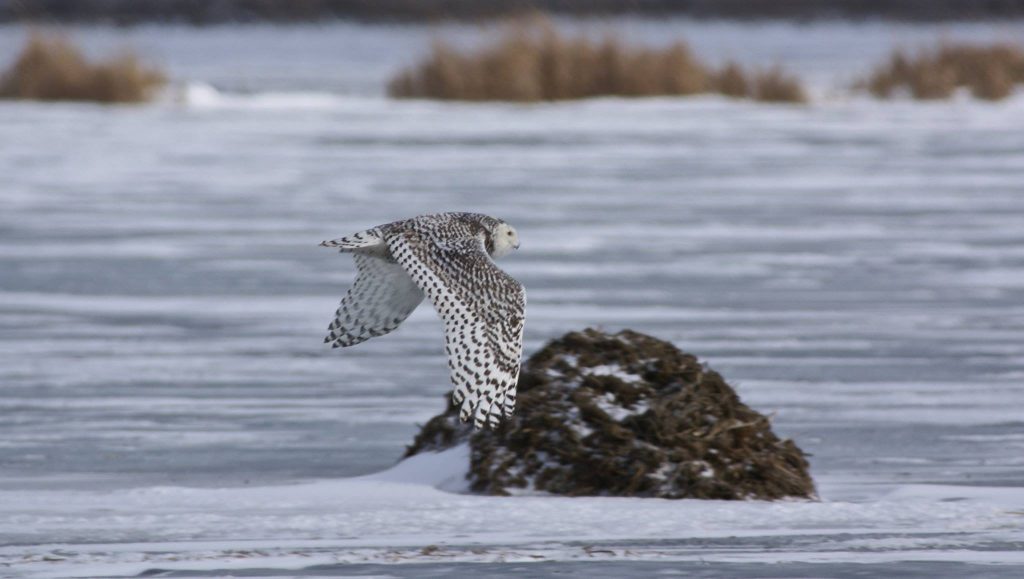 Snowy Owl 1