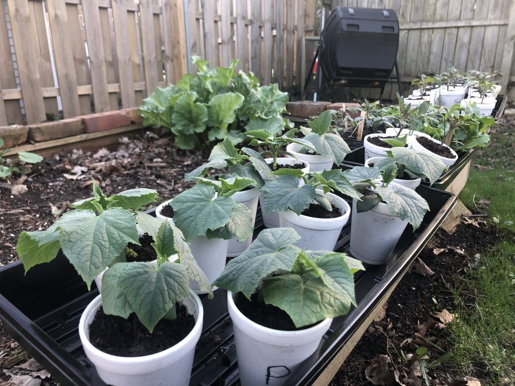 Jake's Garden Vegetables Plants 2 4/26/2019