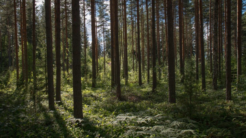 wooded area with trees