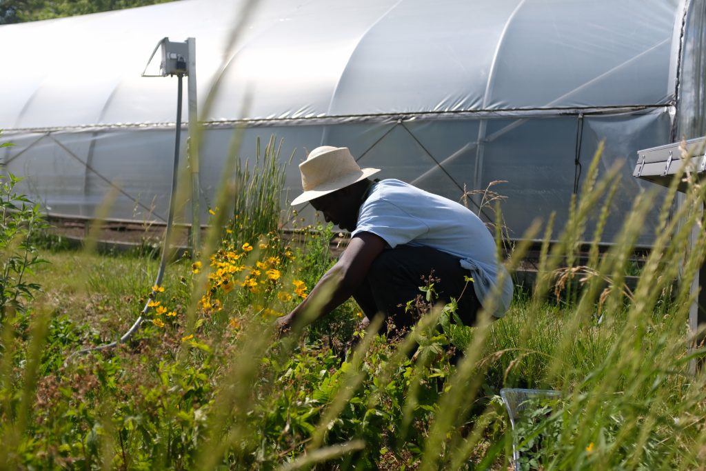 Farmer at Oakland Avenue Urban Farm