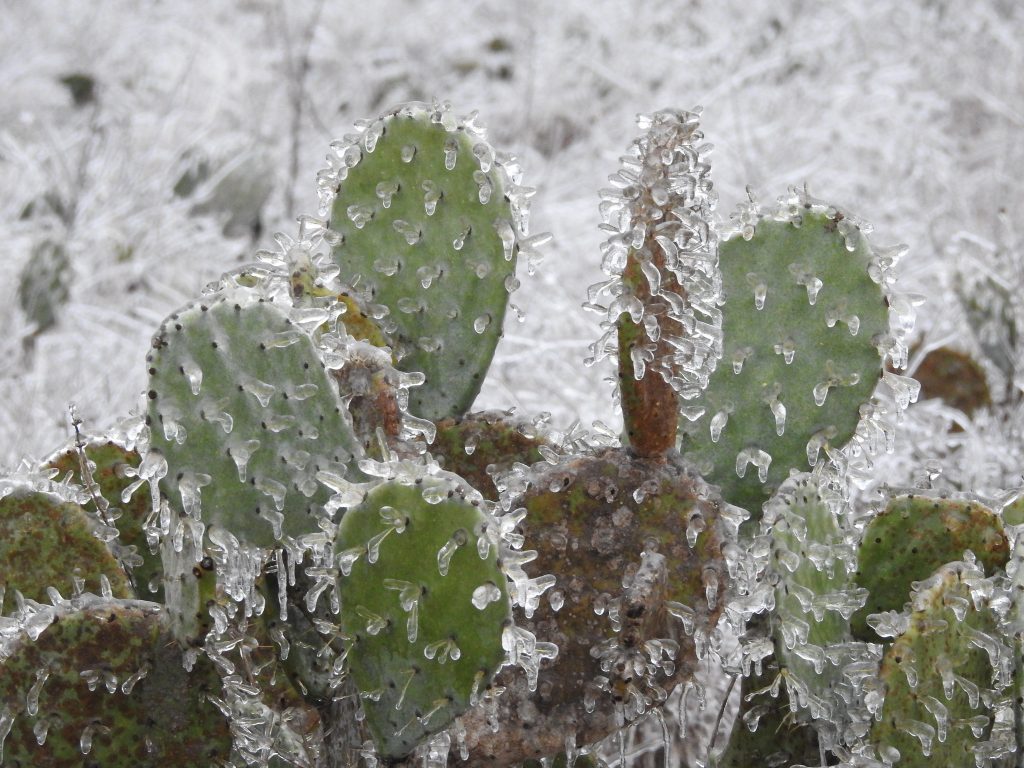 frozen cactus texas climate change