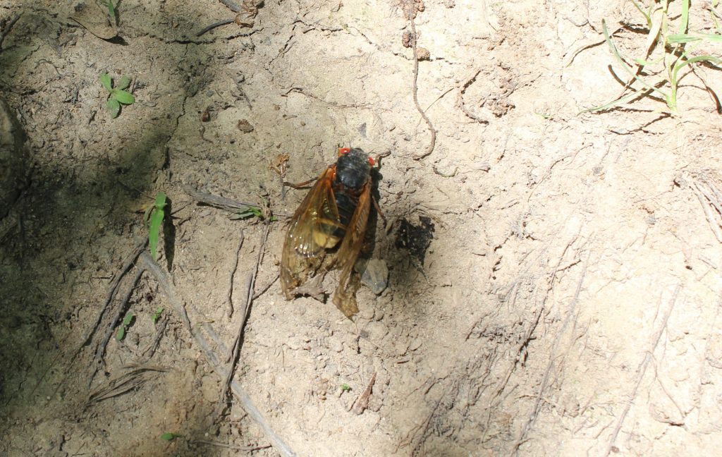 Brood X cicada insect bug nature science