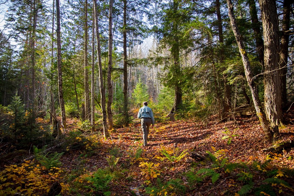 Trail at Wilderness Lakes Park Upper Peninsula