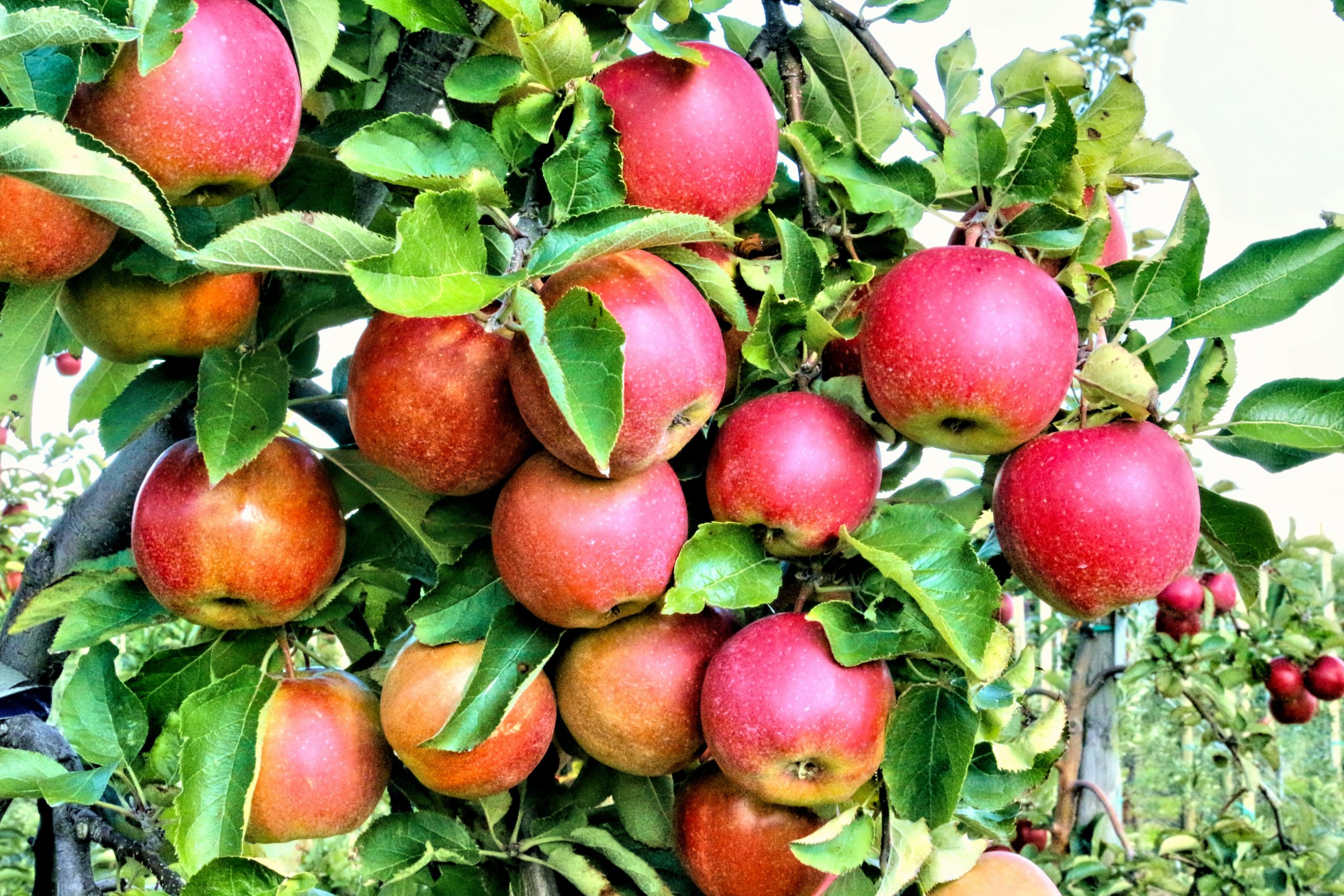 Family Run Blake s Orchard Cider Mill Thriving After 75 Years