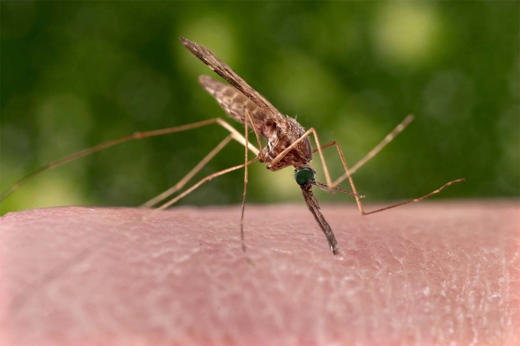 mosquito helps itself to a meal