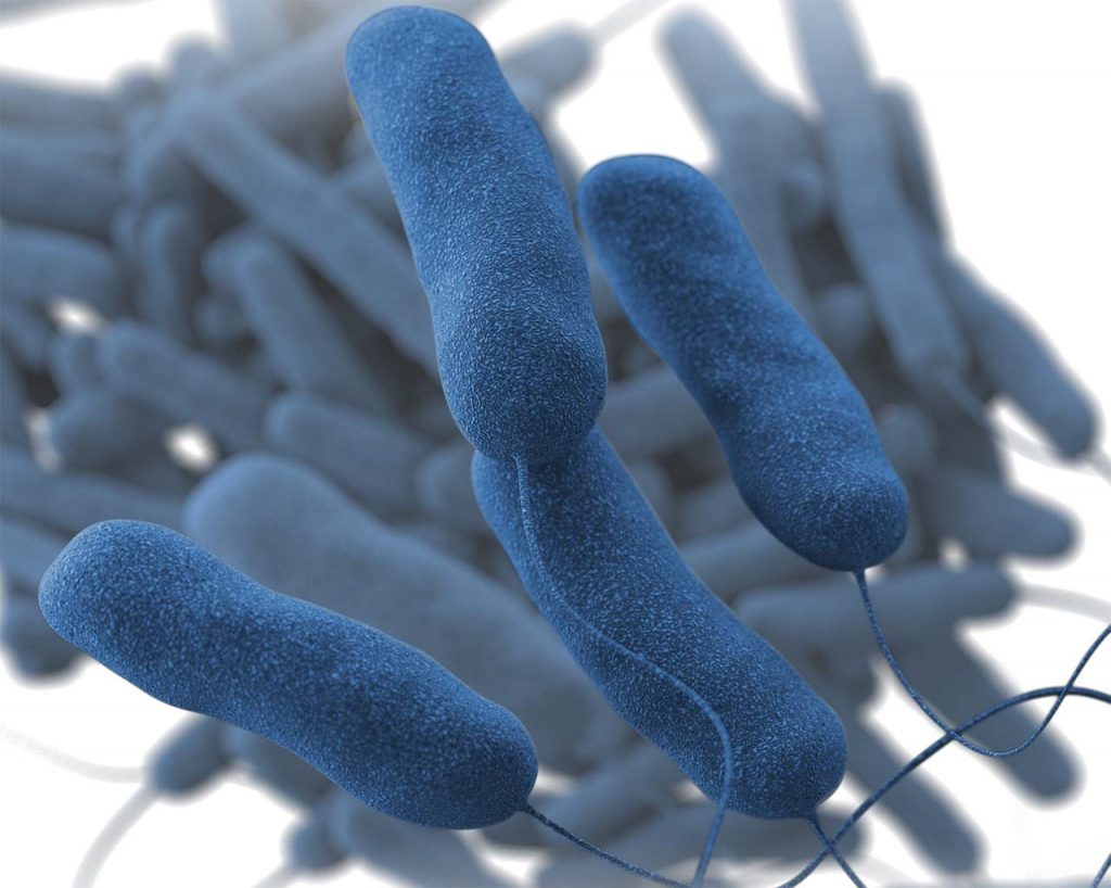 Legionella bacteria Legionnaires disease