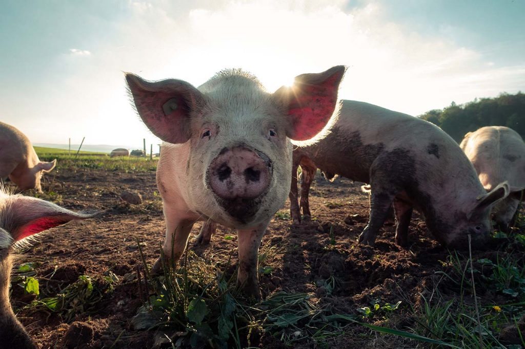 pigs at a farm