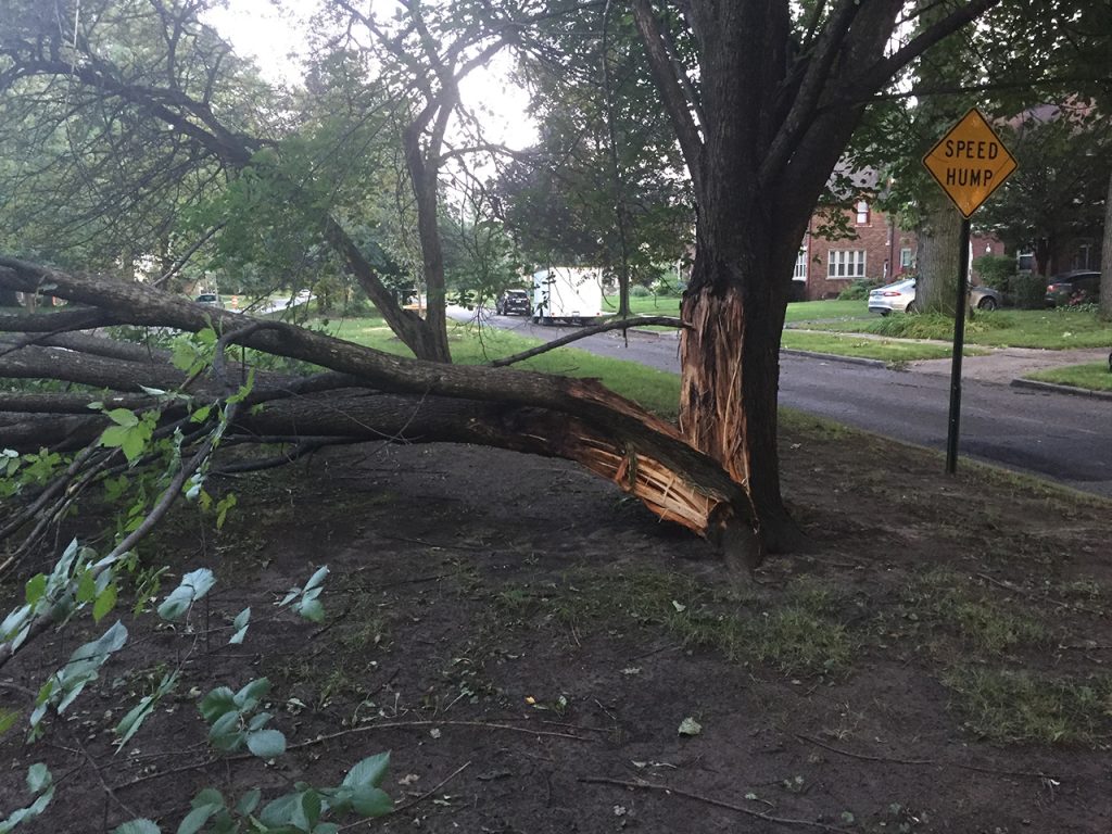 August 2021 storms fallen tree