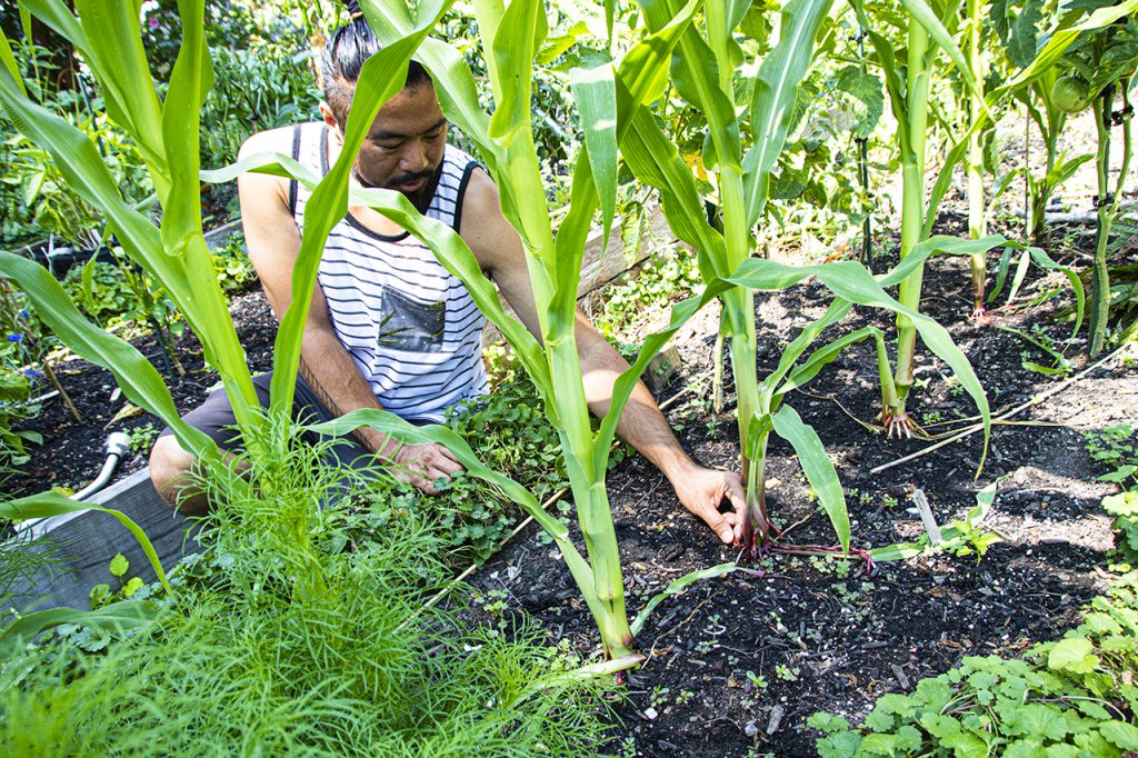 Rooted shane bernardo in garden showing roots of corn plant