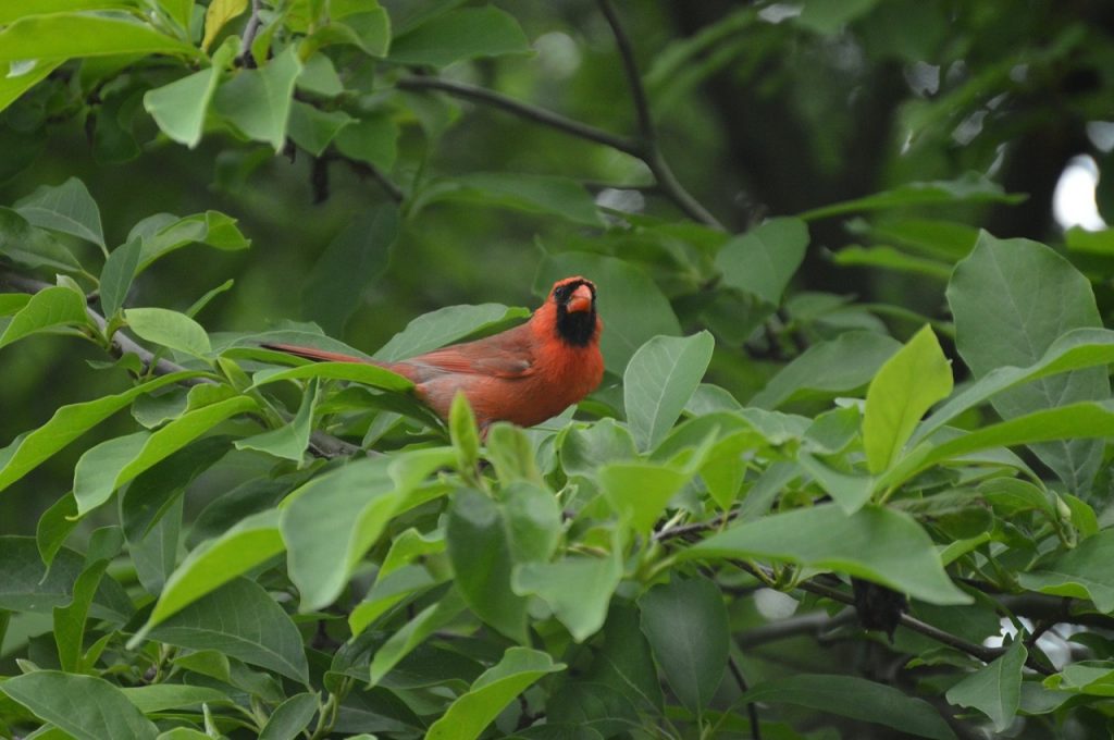 What Birds Aren T Protected