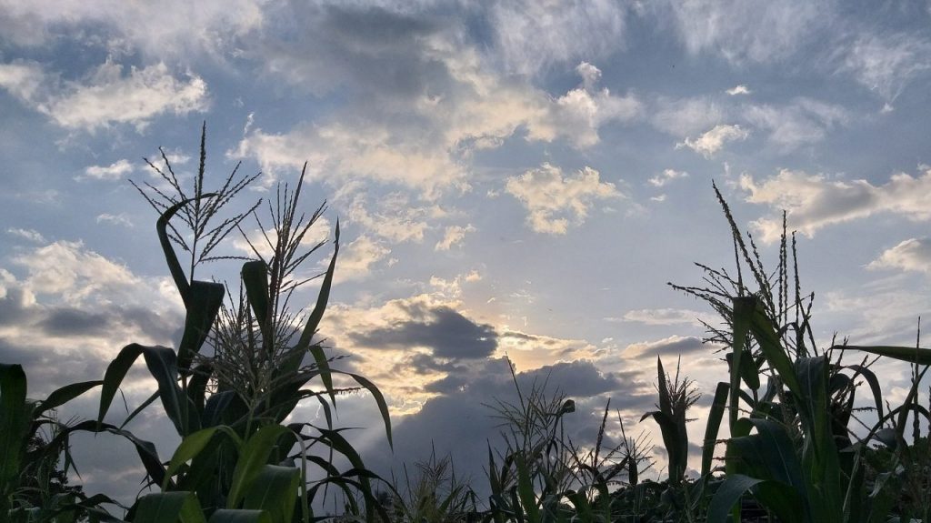 Corn Field