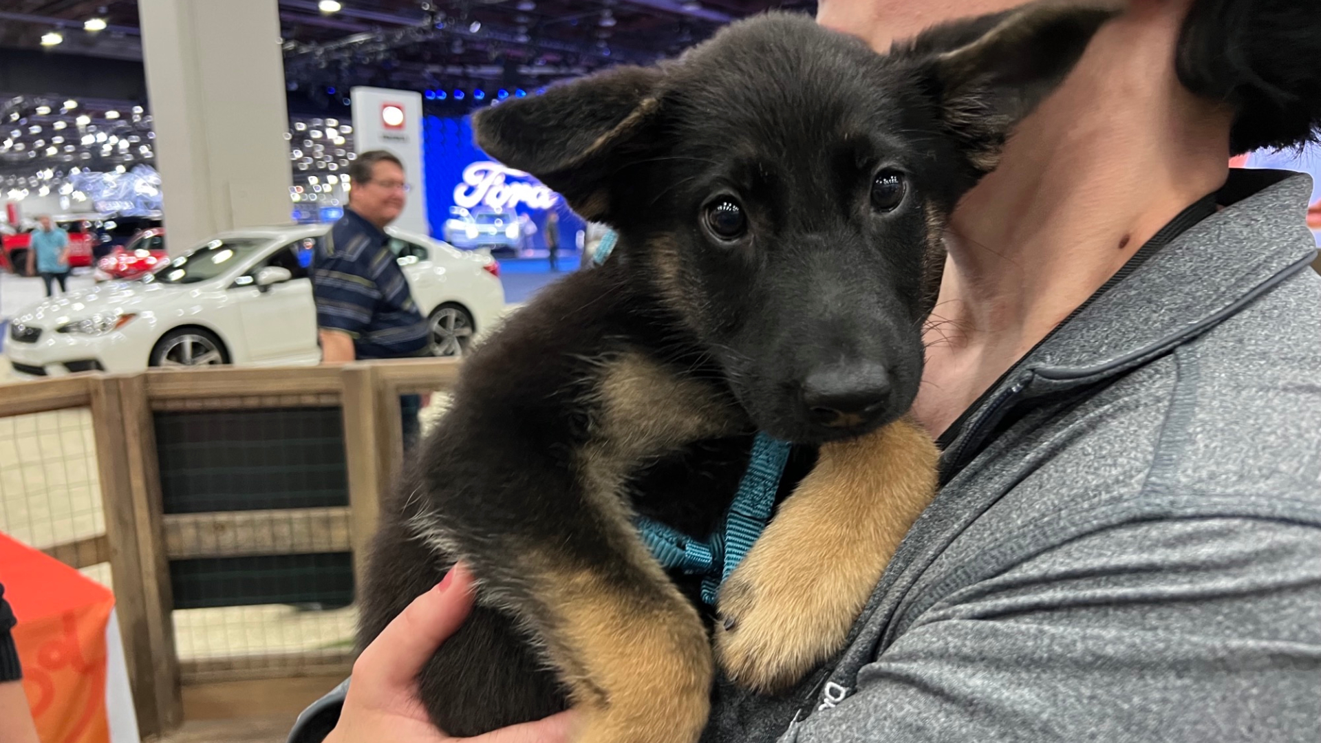 Puppy available to adopt from Michigan Humane at the 2022 Detroit Auto Show.