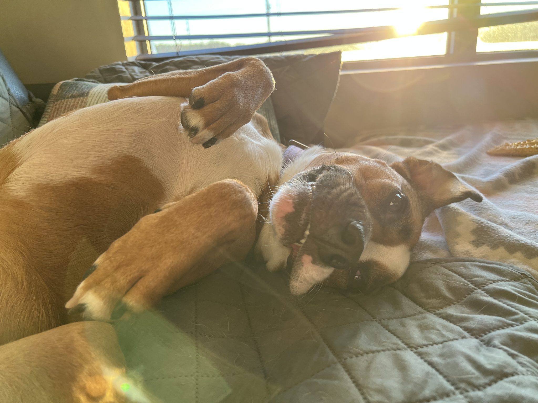 medium sized dog lies on her back on the couch in the sun
