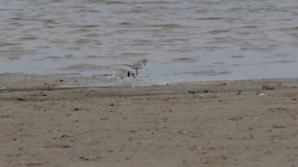 Piping plover-Great Lakes Now Special promo ver 01 A128