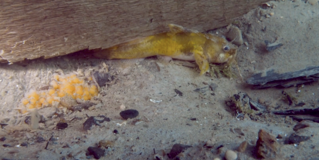 a small yellow and brown fish swims by some sand and a log