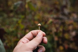 a hand holds a small mushroom in a mossy green area