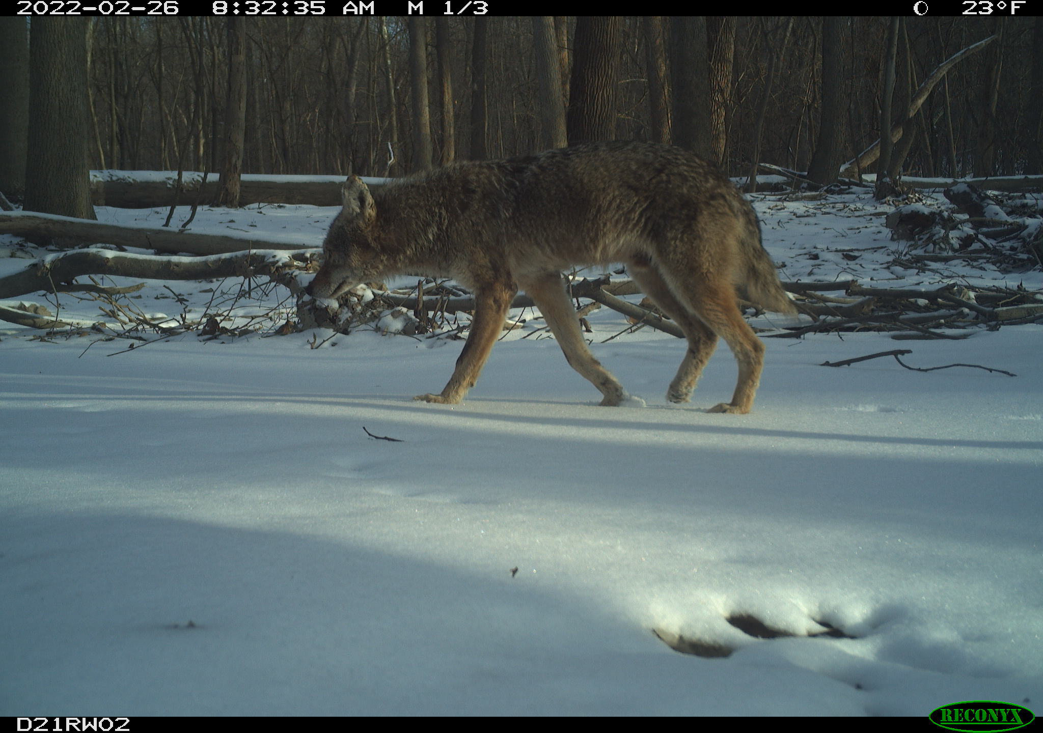 Image of coyote taken on research camera in Detroit park.