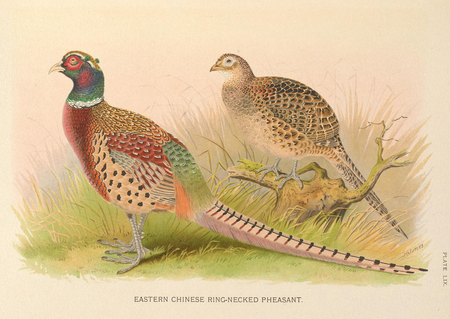 vintage illustration of the Eastern Chinese Ring-Necked Pheasant