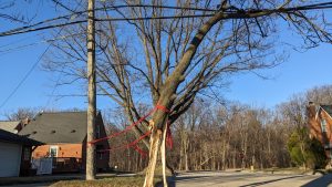 A fallen tree limb with a single band of red caution tape around it leans precariously against a power line, overhanging a street.