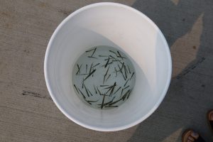 A bucket of minnows used as live bait
