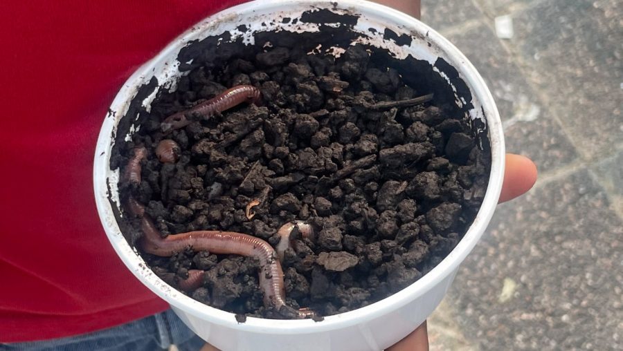 A little boy holds a cup of dirt and worms