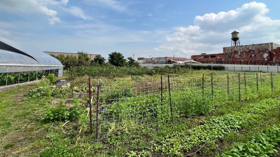 FILE - Keep Growing Detroit's urban farm near Eastern Market.