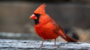 A cardinal sits on a log.