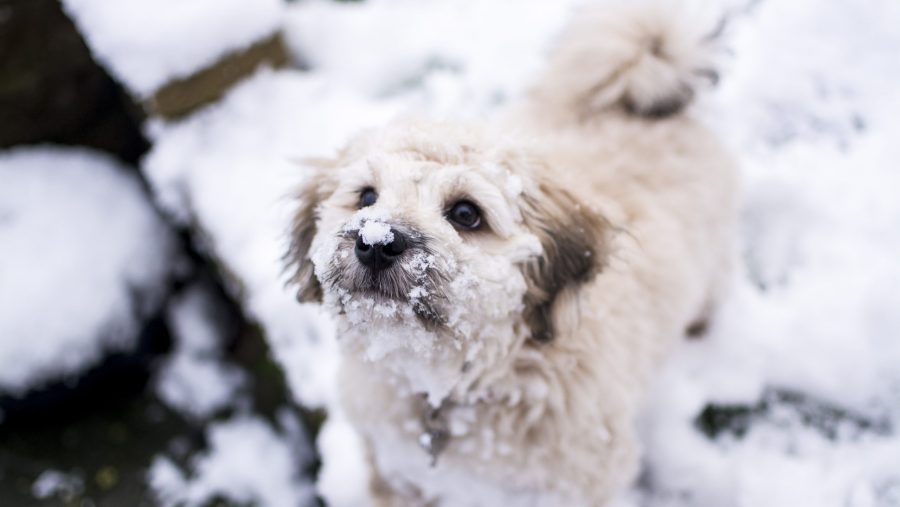 When temperatures drop, pets should not be left outside for an extended time.