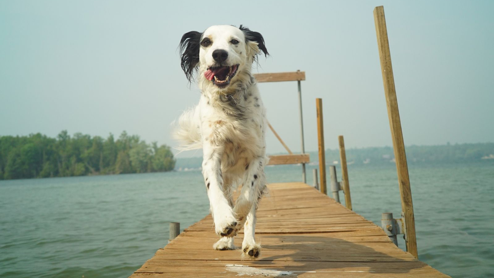 A dog running down a dock at a lake.