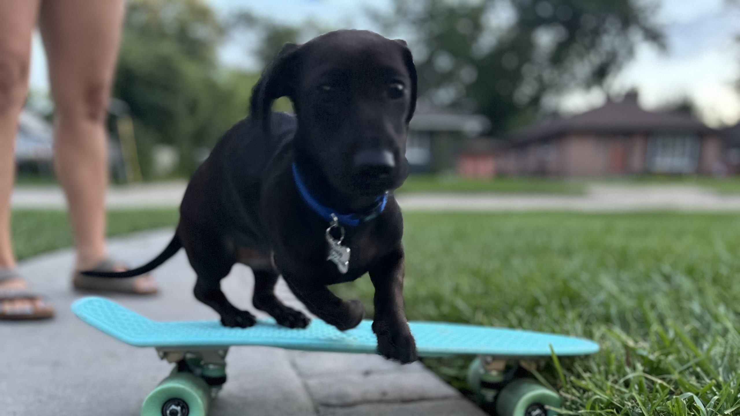 Dog jumping off skateboard.