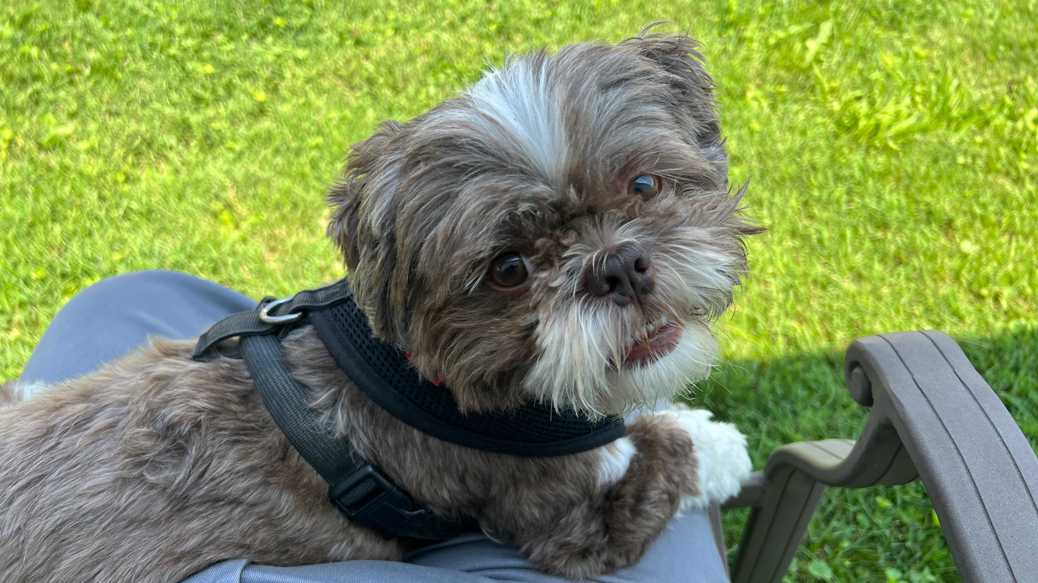 A dog outside wearing a harness looking up.