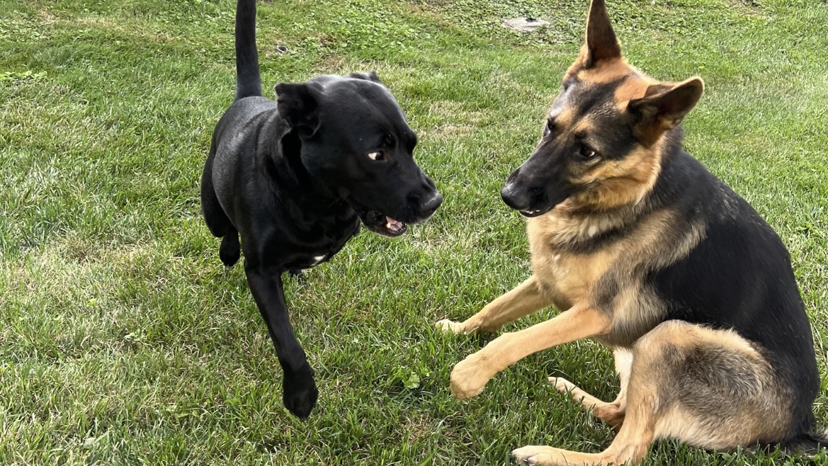 A black lab playing with a German Shepherd.
