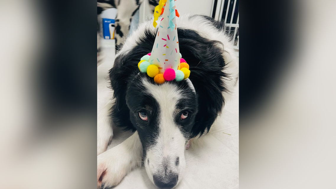 A dog wearing a birthday hat
