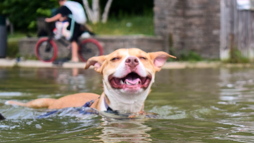 A dog happily playing in the water.