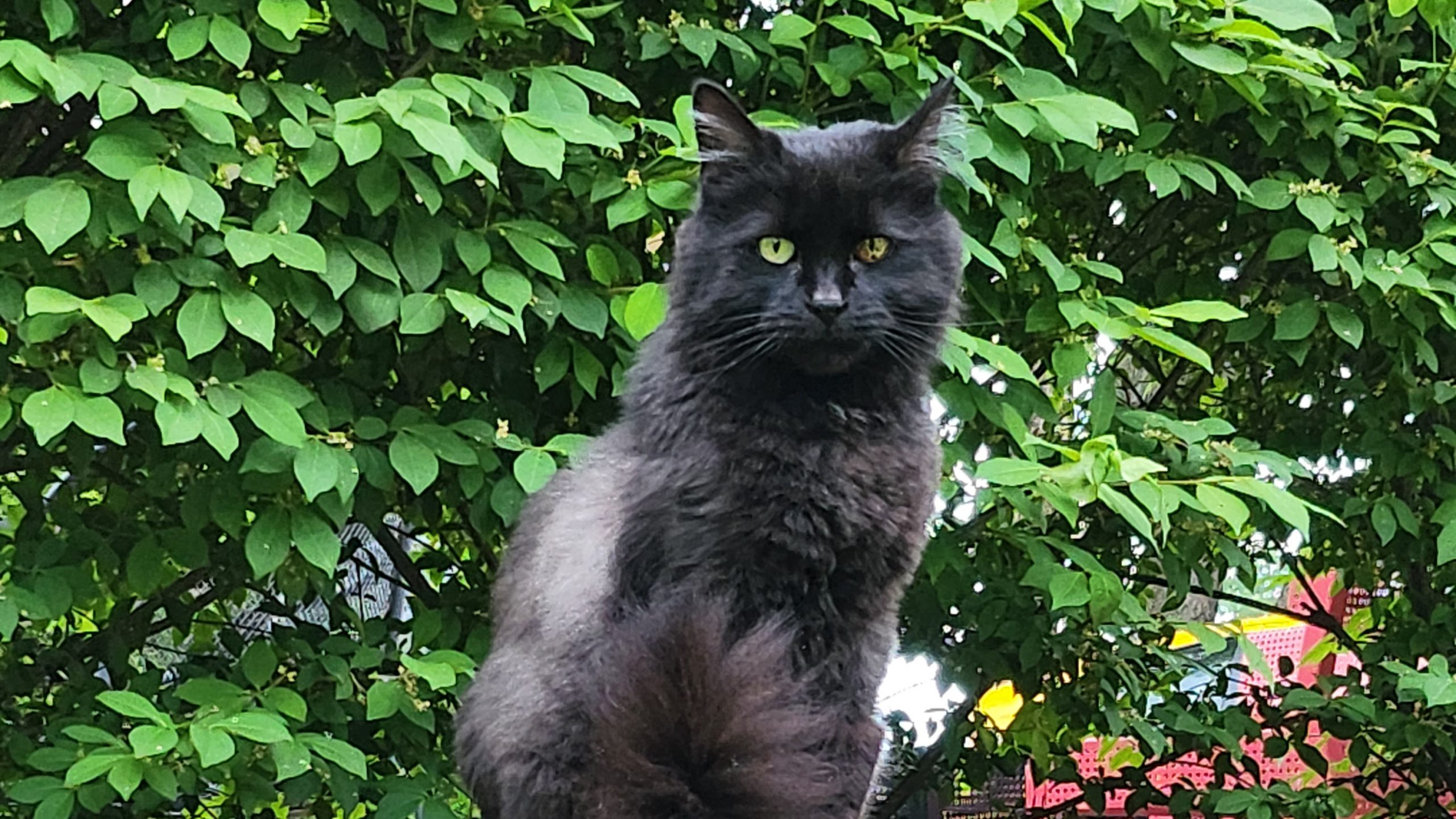 A black cat outside.