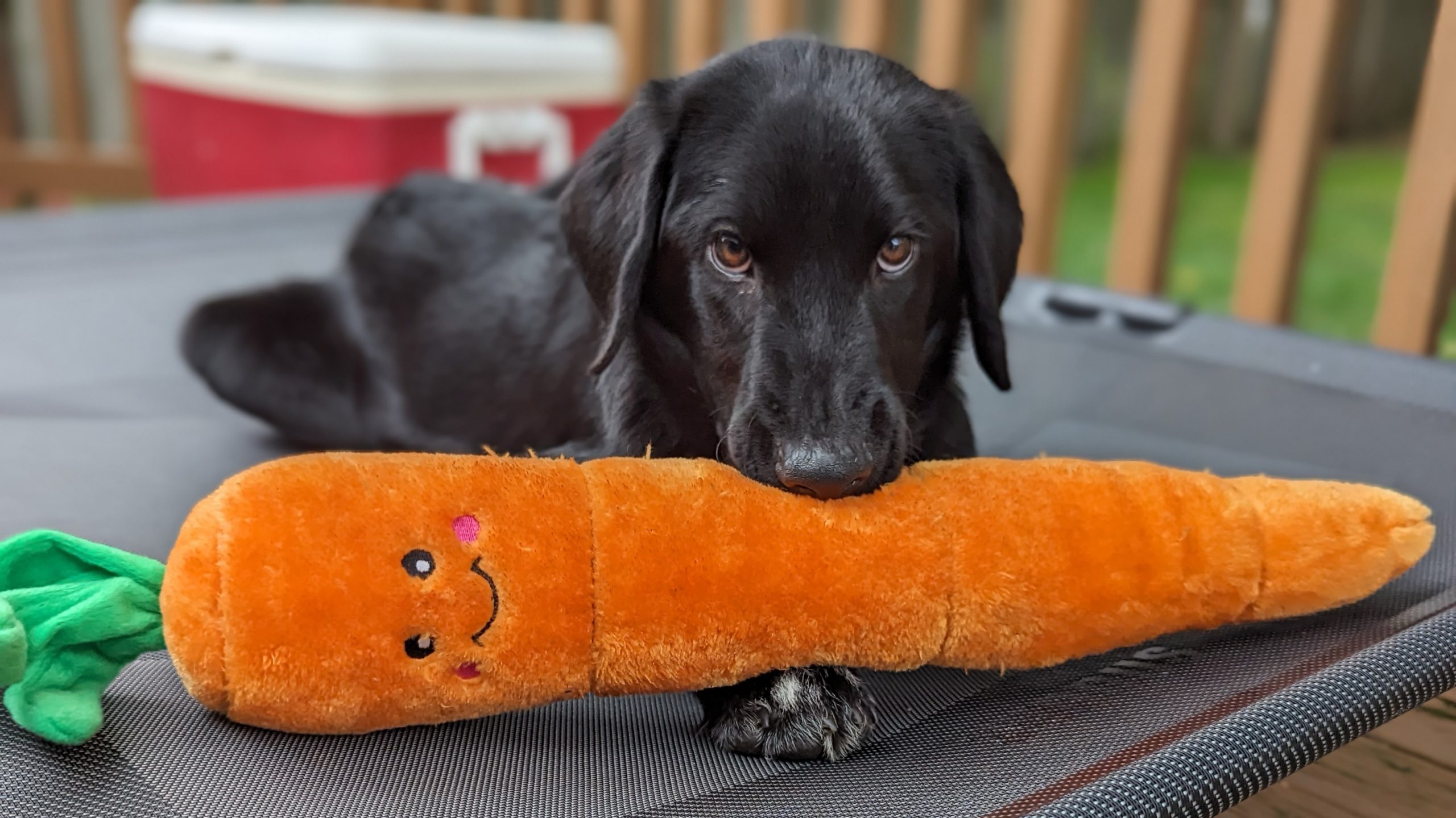 Black Labrador Retriever holding a carrot dog toy in his mouth.